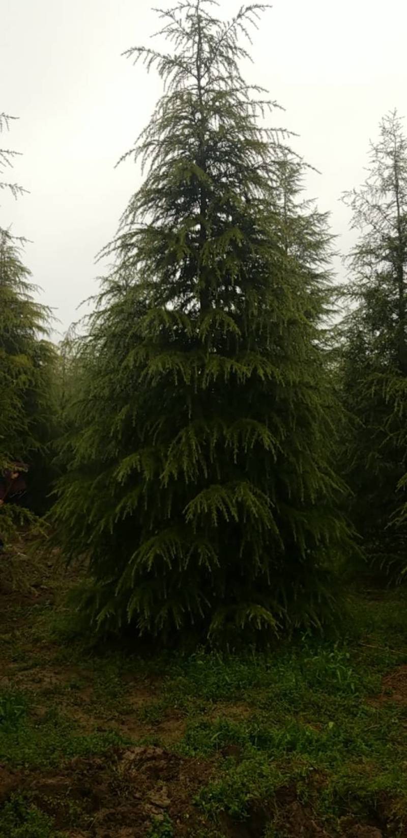 精品大冠幅雪松宝塔树行枝条硬密树冠优美