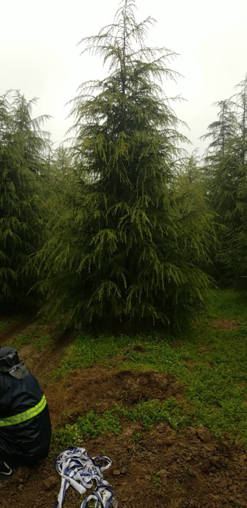 精品大冠幅雪松宝塔树行枝条硬密树冠优美