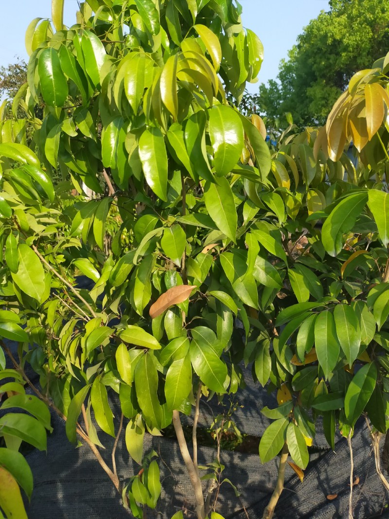 茘枝果苗，妃子笑果苗，桂味，糯米糍果苗各品种等，
