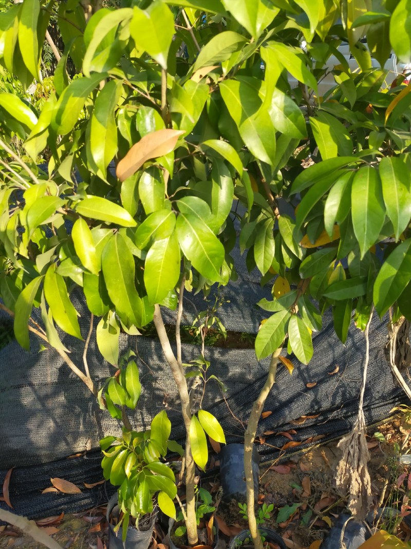 茘枝果苗，妃子笑果苗，桂味，糯米糍果苗各品种等，