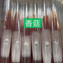 香菇母种试管，808/0912/L66/香菇王等品种