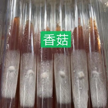 香菇母种试管，808/0912/L66/香菇王等品种