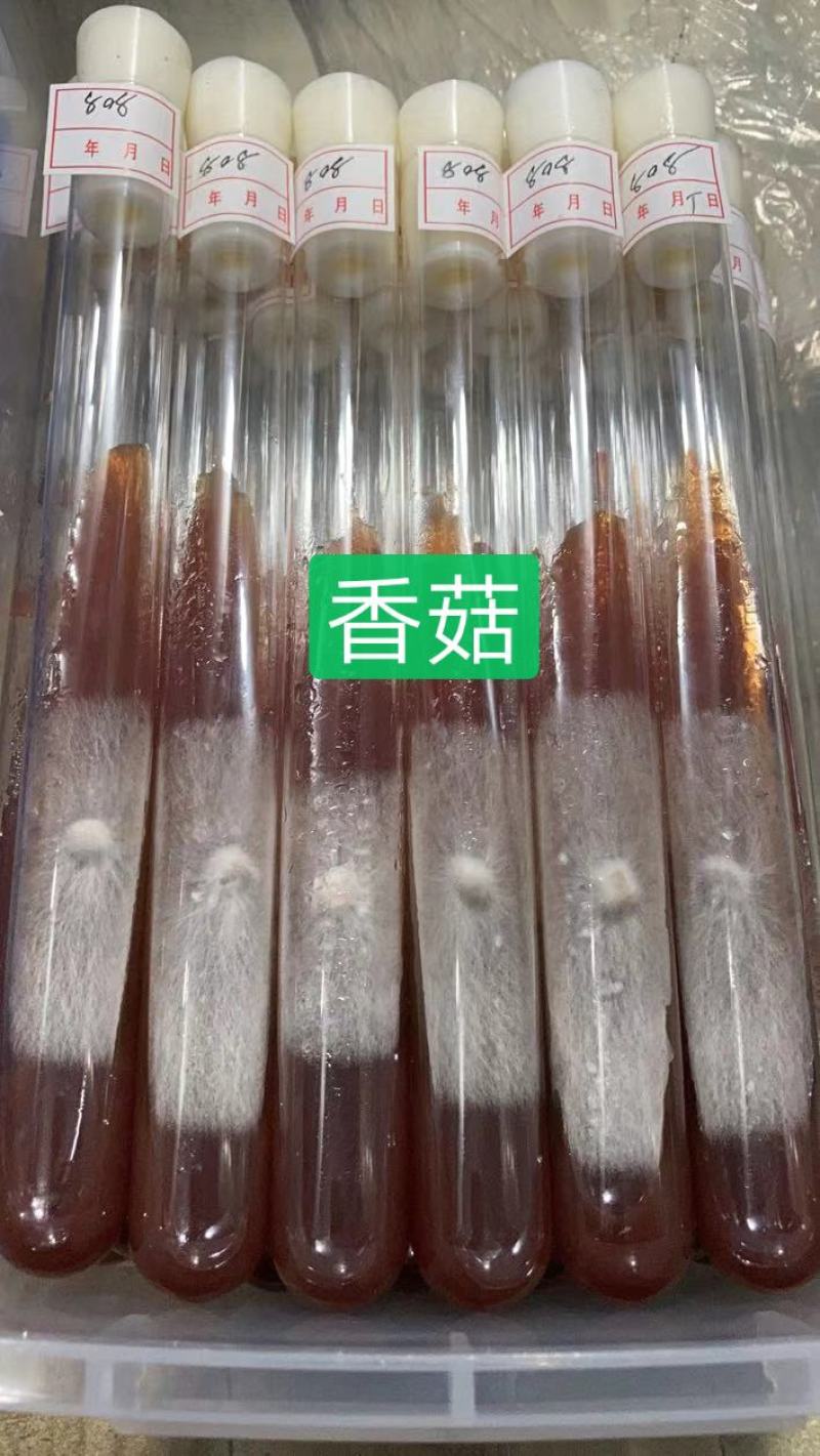 香菇母种试管，808/0912/L66/香菇王等品种