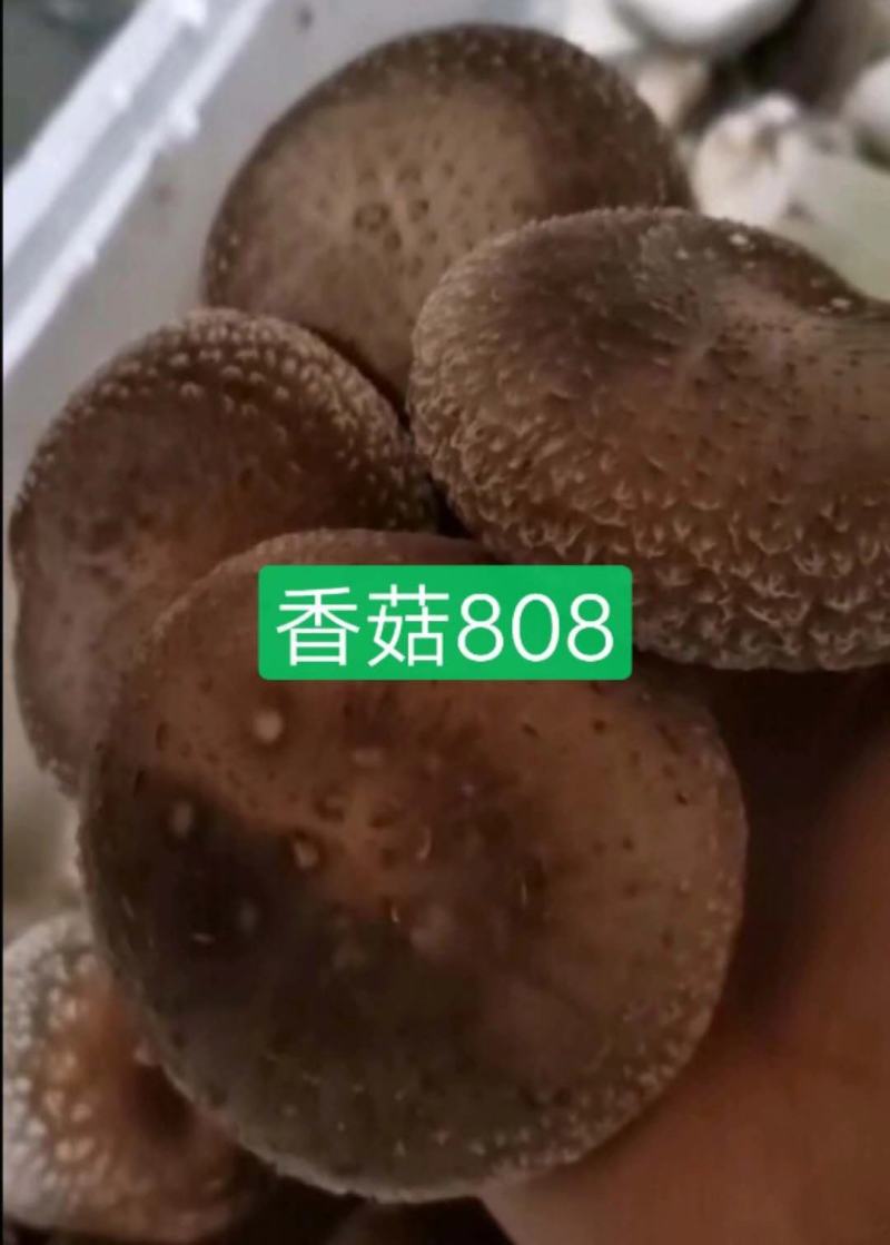 香菇母种试管，808/0912/L66/香菇王等品种