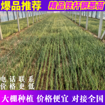 葱苗山东铁杆钢葱葱苗大棚种植货量足品种齐直供市场基地