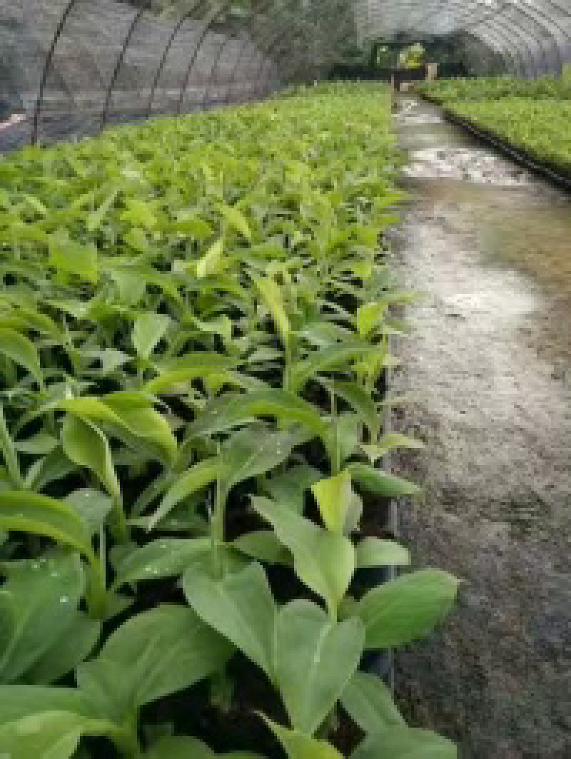 香蕉苗皇帝蕉苗粉蕉苗红香蕉苗