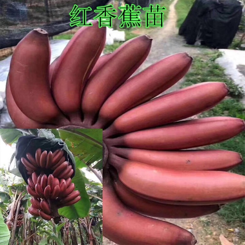 香蕉苗皇帝蕉苗粉蕉苗红香蕉苗