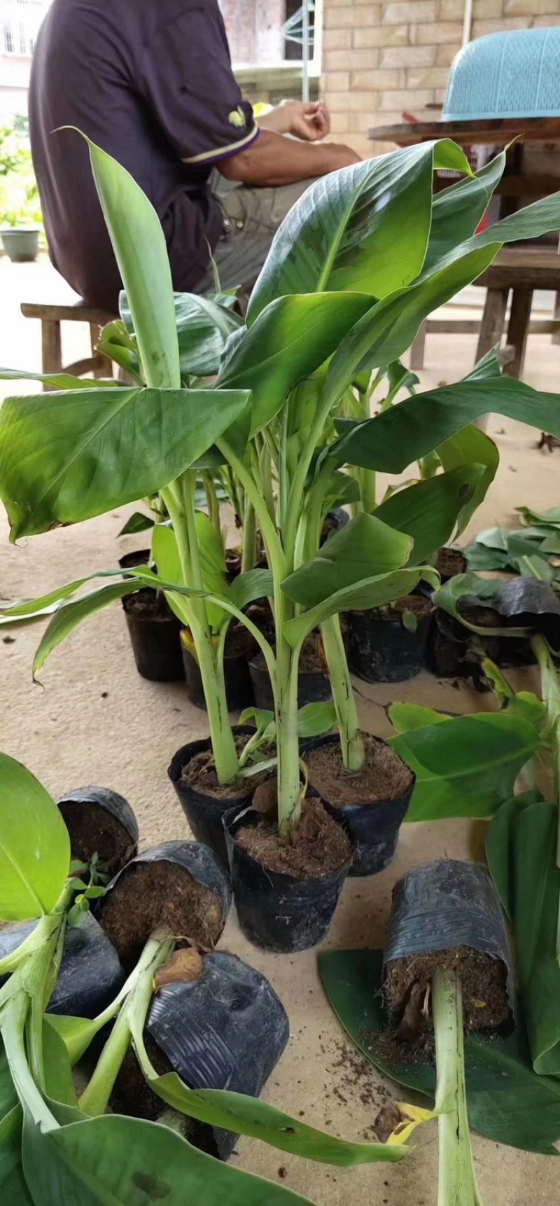 香蕉苗皇帝蕉苗粉蕉苗红香蕉苗