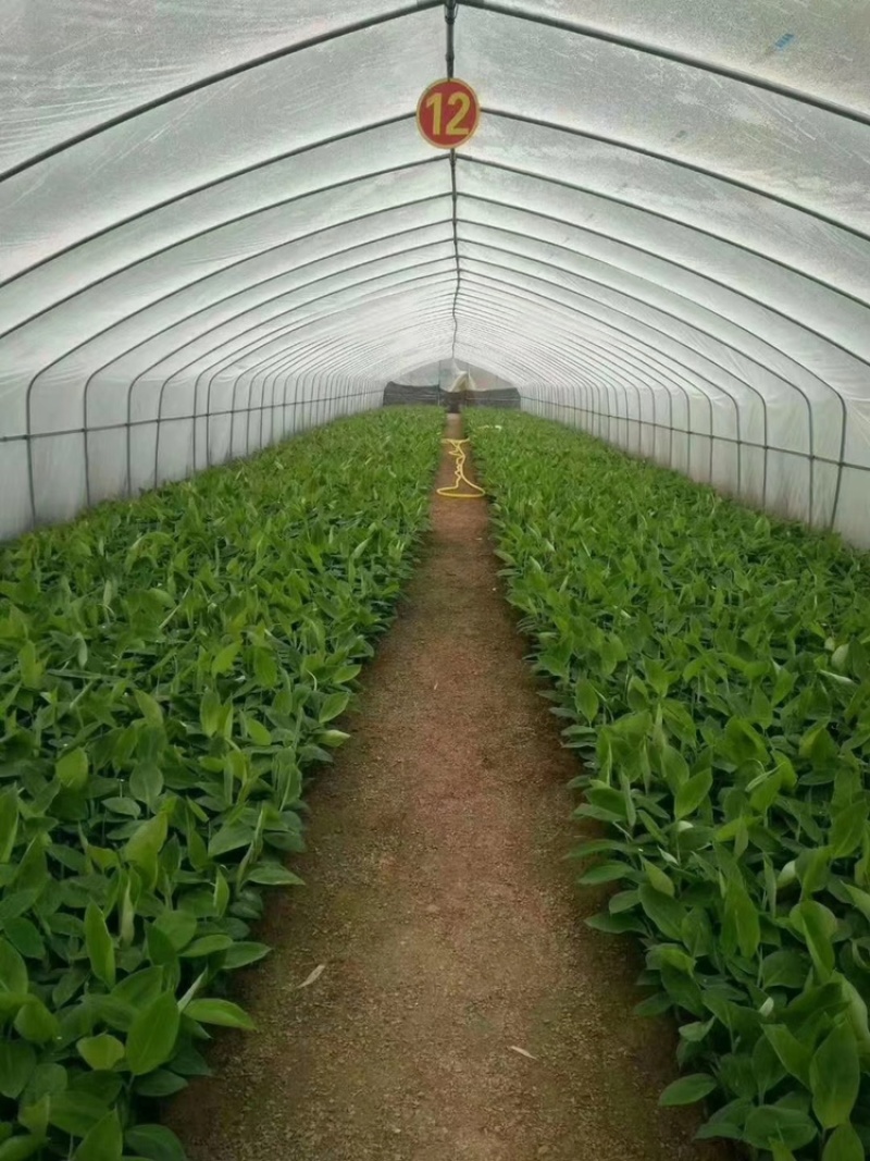 香蕉苗皇帝蕉苗粉蕉苗红香蕉苗