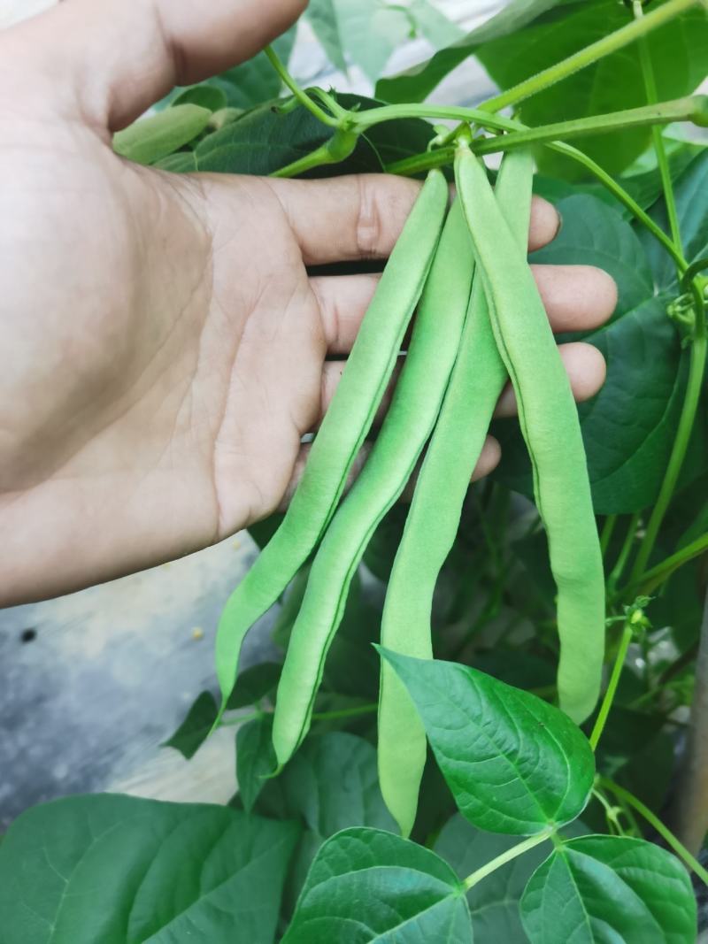 大众蔬菜基地，挣钱，你就来。