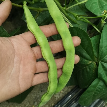 大众蔬菜基地，挣钱，你就来。