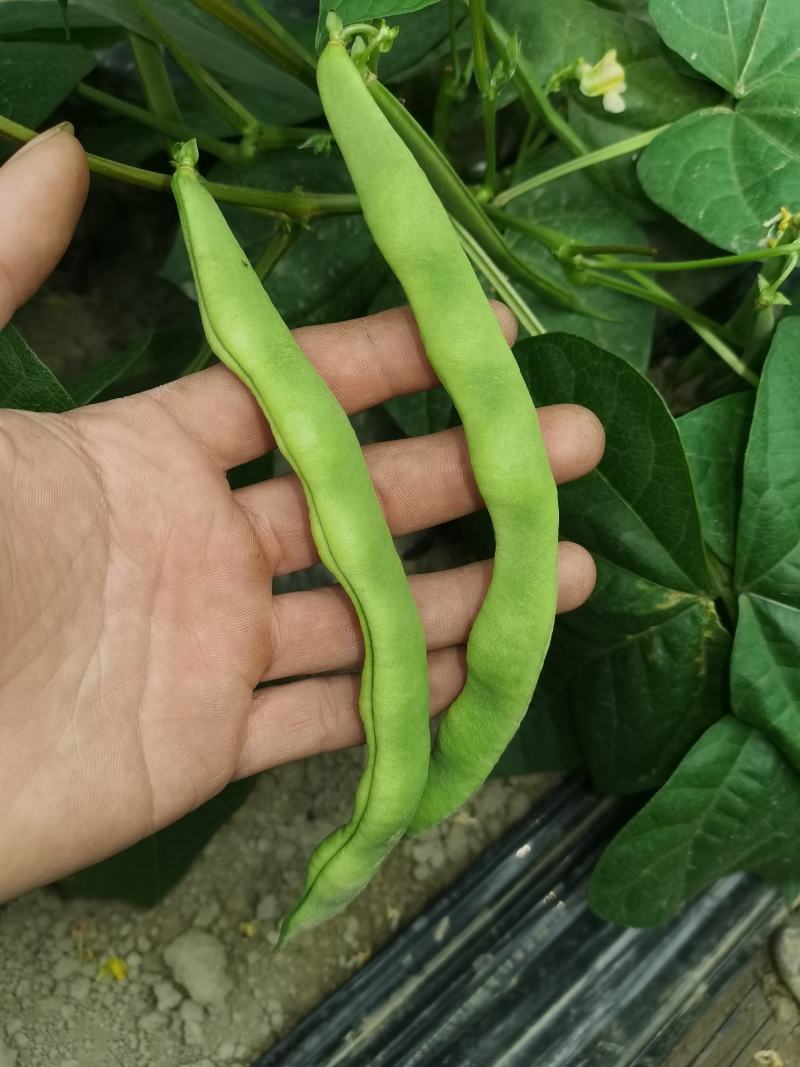 大众蔬菜基地，挣钱，你就来。