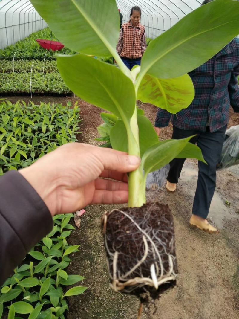 香蕉树苗威廉斯B6香蕉红香蕉金粉一号粉蕉苗九号当年结果
