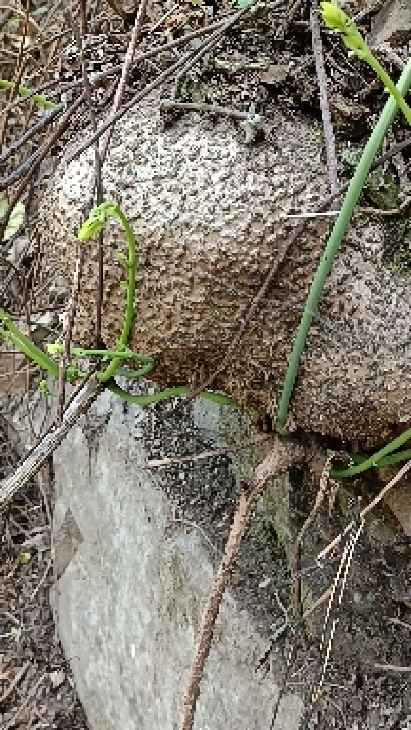 山乌龟中药材，大小都有