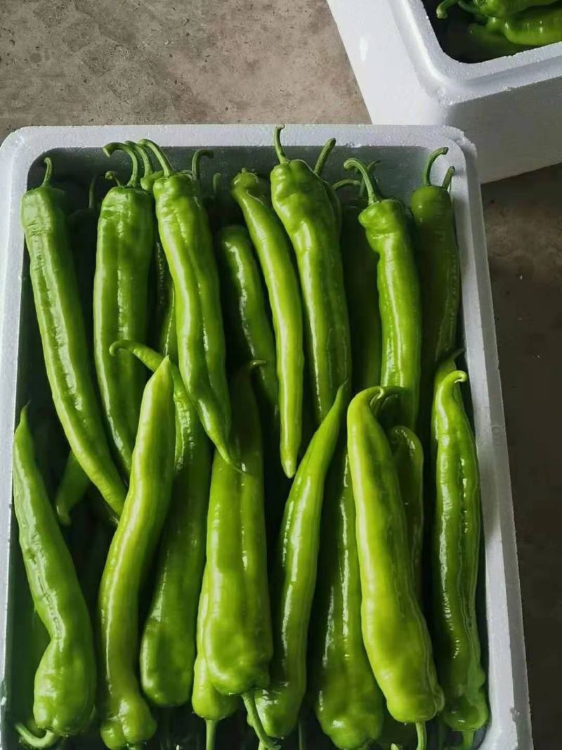山东青州黄皮辣椒，量大产地直供，欢迎选购