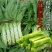 审定品种科兴耐热莴笋种子尖叶莴笋种子43度高温正常生长