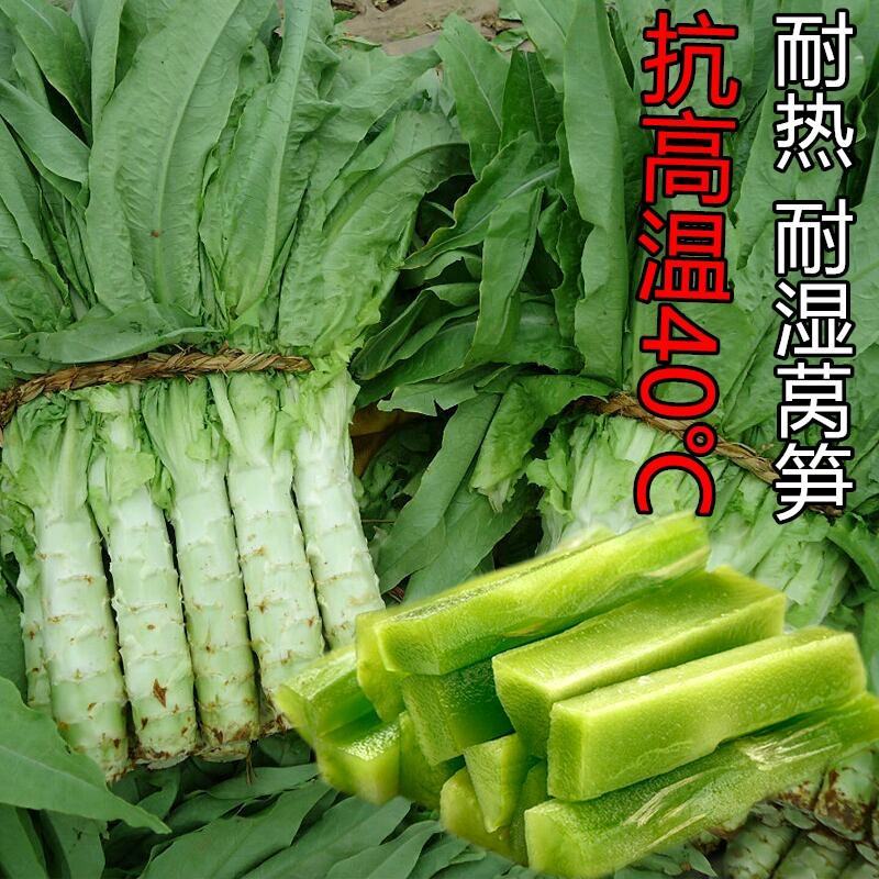 审定品种科兴耐热莴笋种子尖叶莴笋种子43度高温正常生长