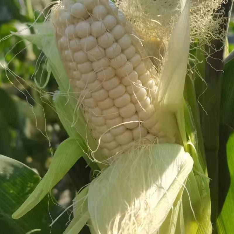 四川攀枝花糯玉米白玉米糯包谷棒带皮黏糯玉米批发一件代发