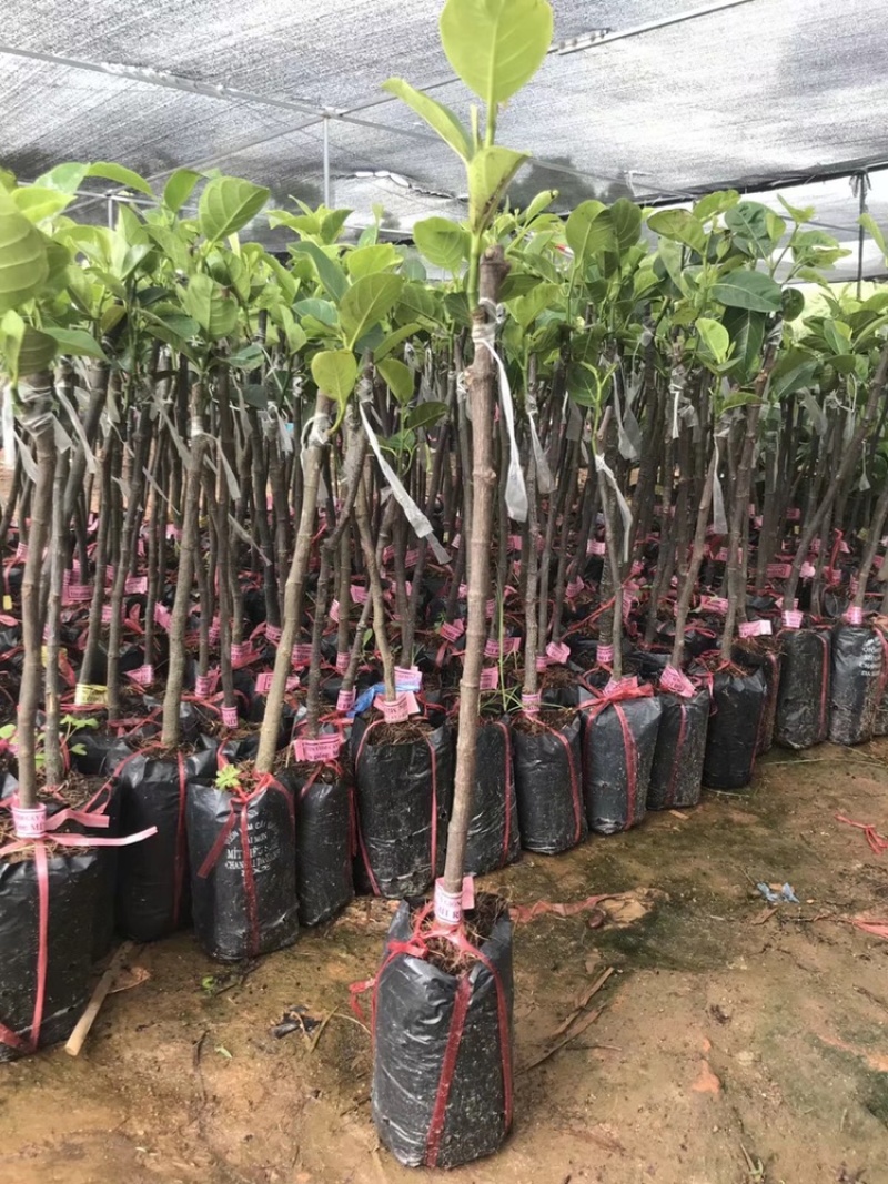 12号泰国菠萝蜜苗红肉马来西亚1号菠萝蜜干包黄肉