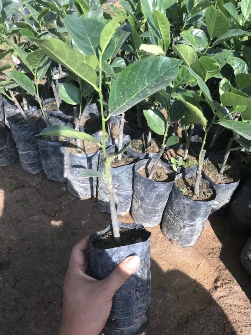 12号泰国菠萝蜜苗红肉马来西亚1号菠萝蜜干包黄肉