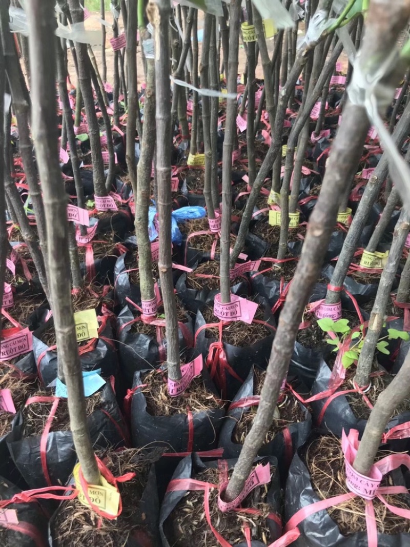 12号泰国菠萝蜜苗红肉马来西亚1号菠萝蜜干包黄肉