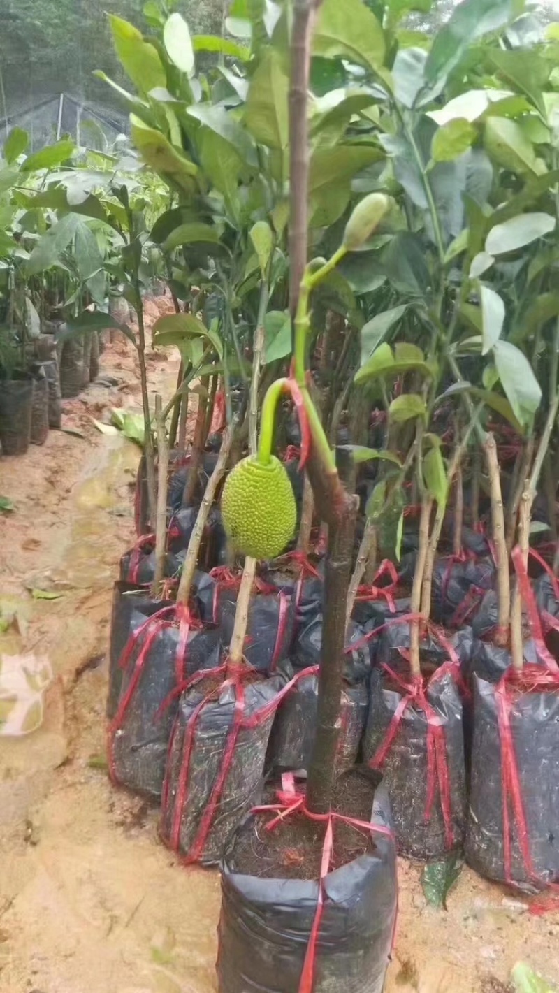 12号泰国菠萝蜜苗红肉马来西亚1号菠萝蜜干包黄肉