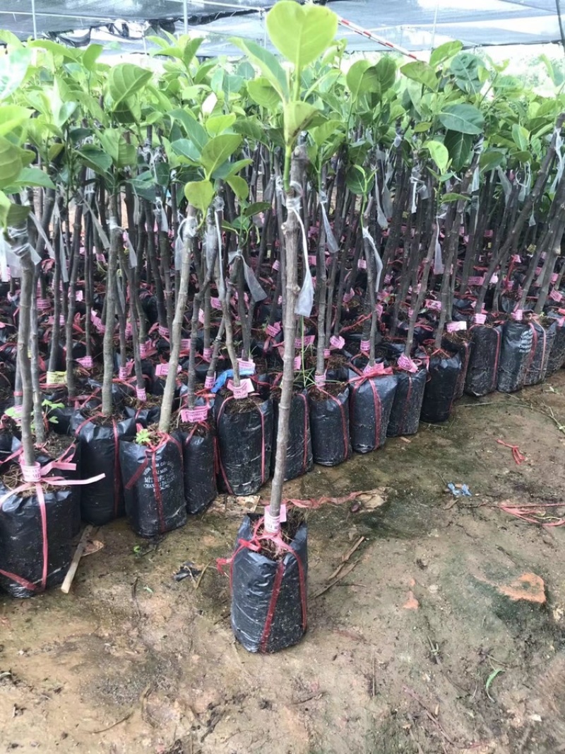 12号泰国菠萝蜜苗红肉马来西亚1号菠萝蜜干包黄肉