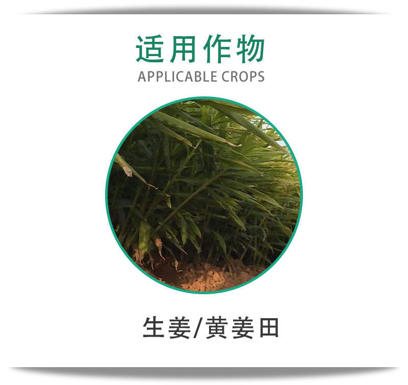 姜宝一年生禾本科阔叶苗后除草剂禾阔安全型定向除草剂生姜