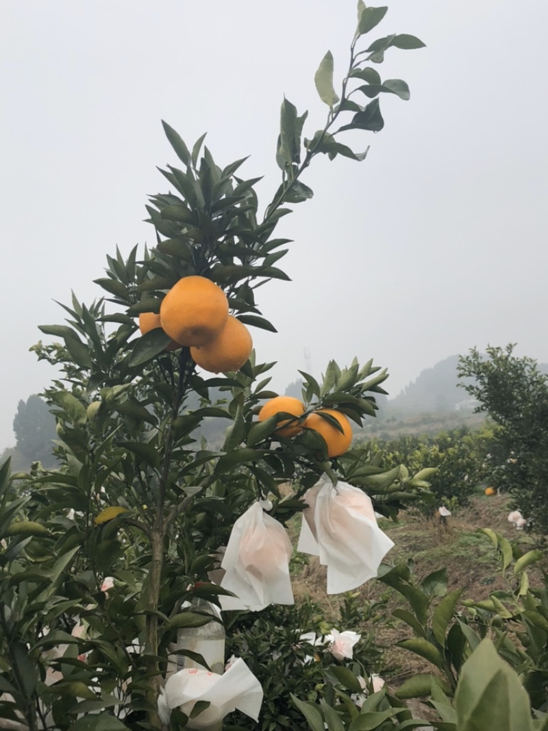 四川南充～挂果耙耙柑、丑柑低价转让或出租