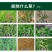 侨昌二甲戊灵棉花韭菜田花生苗后封闭除草剂抑芽