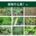 侨昌二甲戊灵棉花韭菜田花生苗后封闭除草剂抑芽