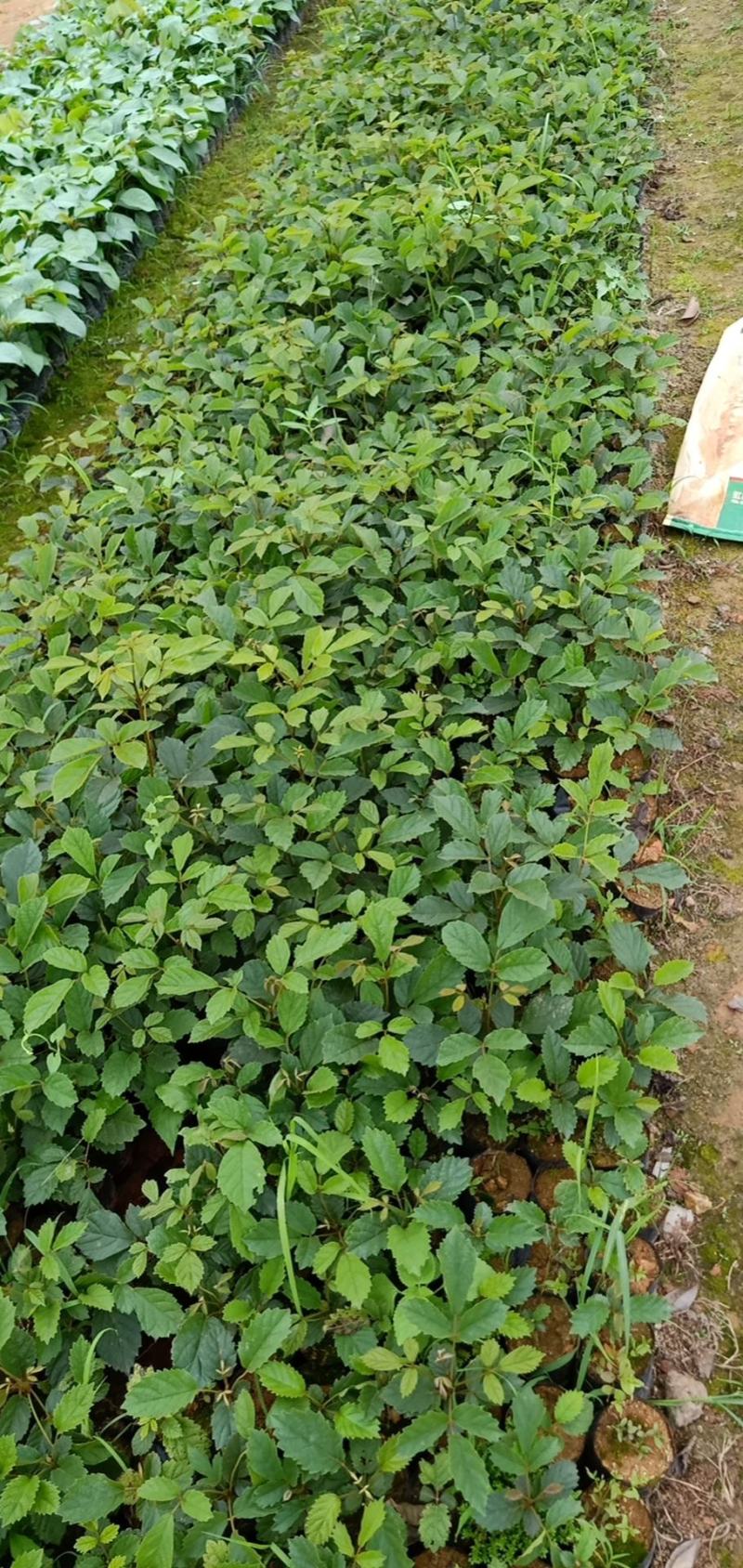 多花黄花风铃木树苗院子庭院别墅路边种植种苗