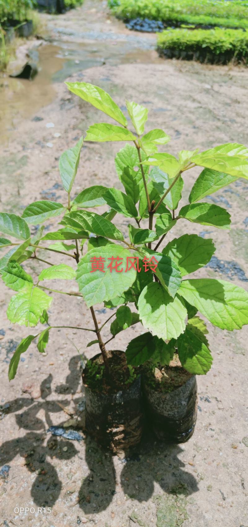 多花黄花风铃木树苗院子庭院别墅路边种植种苗