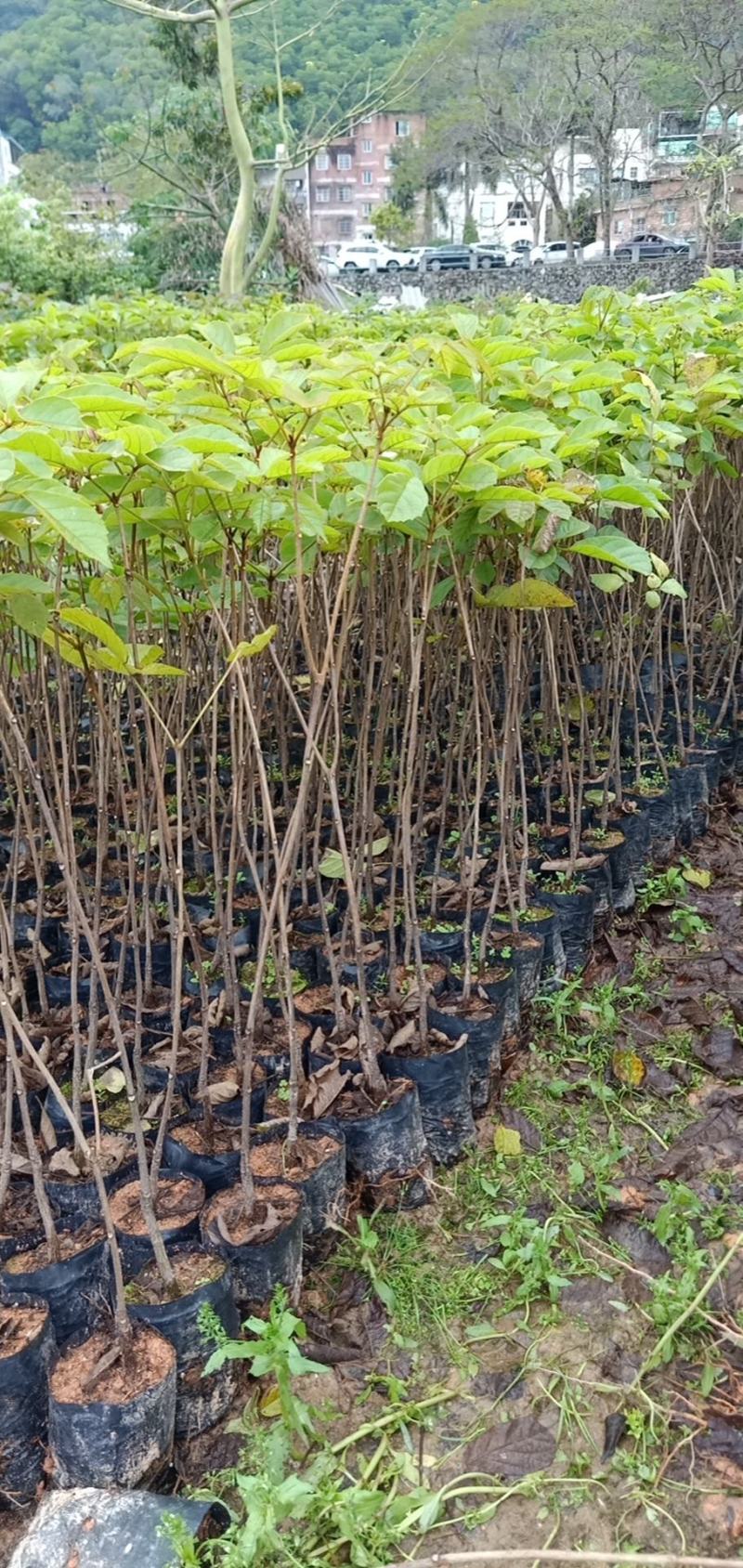 多花黄花风铃木树苗院子庭院别墅路边种植种苗