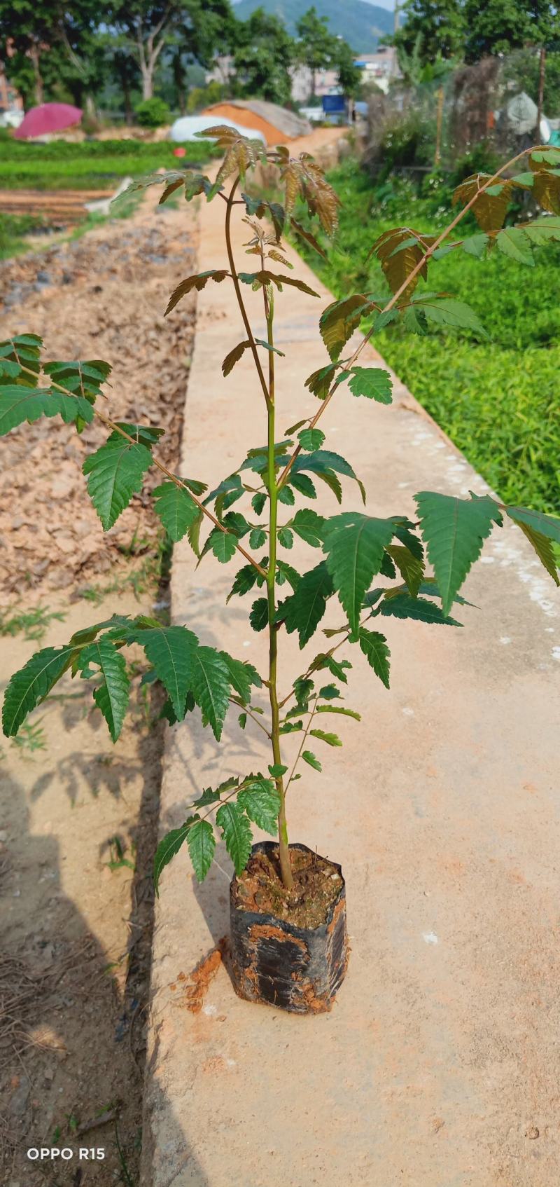 台湾栾树苗.国庆华树苗院子庭院别墅种植树苗