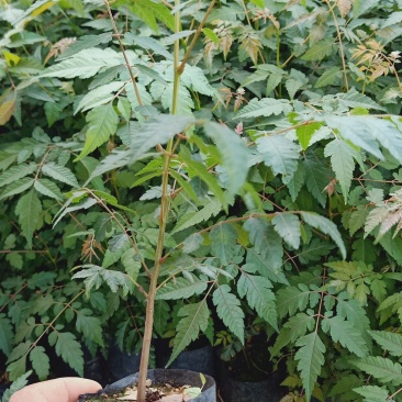 台湾栾树苗.国庆华树苗院子庭院别墅种植树苗