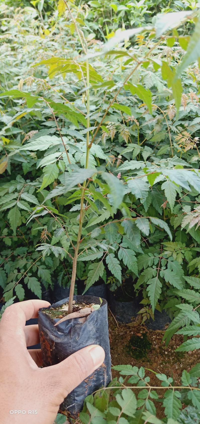 台湾栾树苗.国庆华树苗院子庭院别墅种植树苗