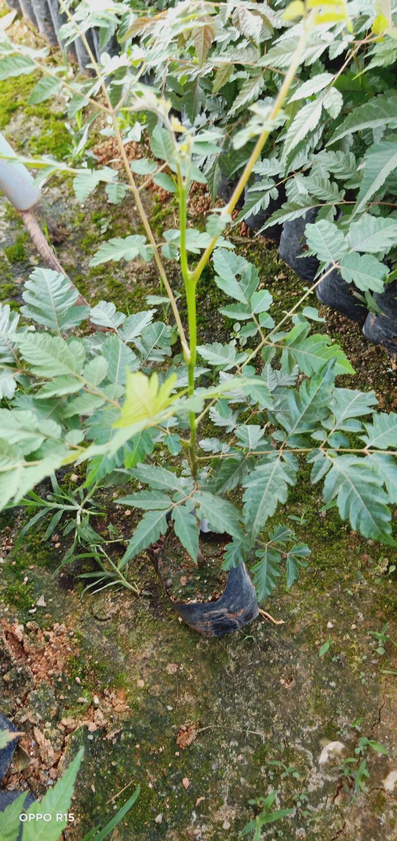 台湾栾树苗.国庆华树苗院子庭院别墅种植树苗