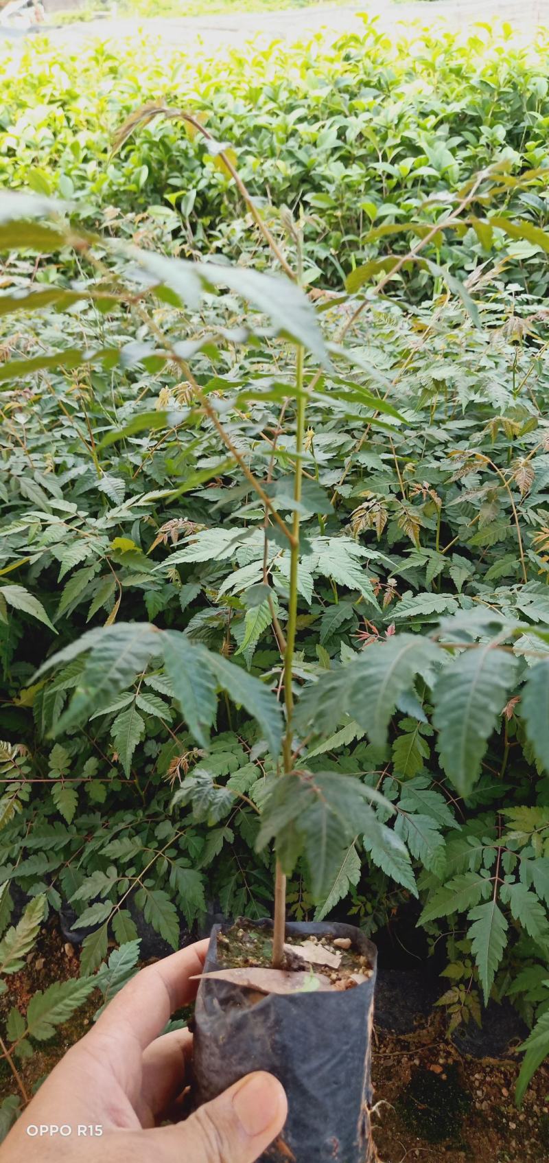 台湾栾树苗.国庆华树苗院子庭院别墅种植树苗