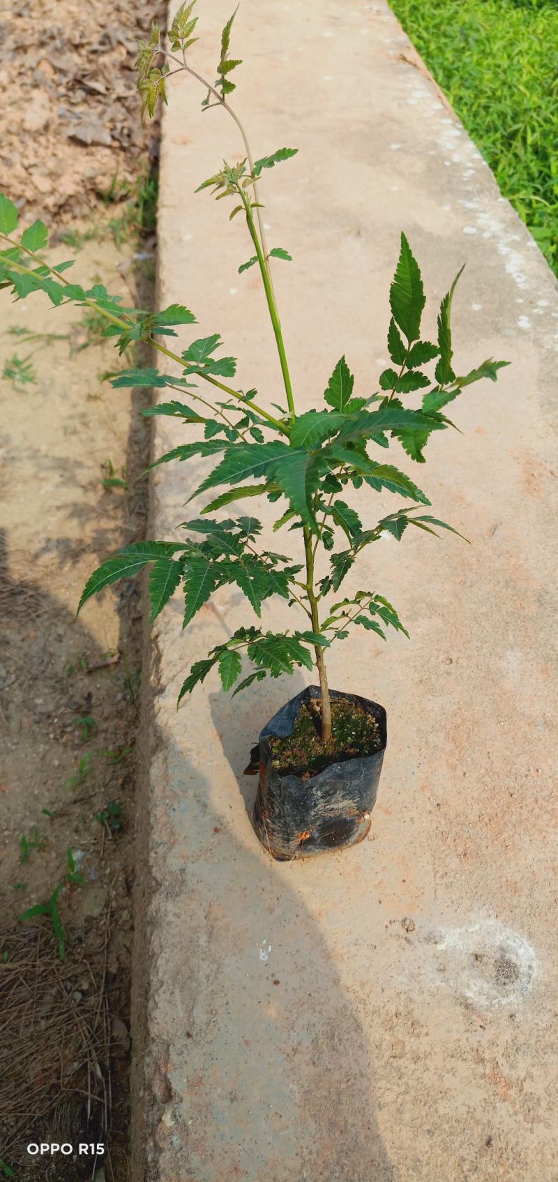台湾栾树苗.国庆华树苗院子庭院别墅种植树苗