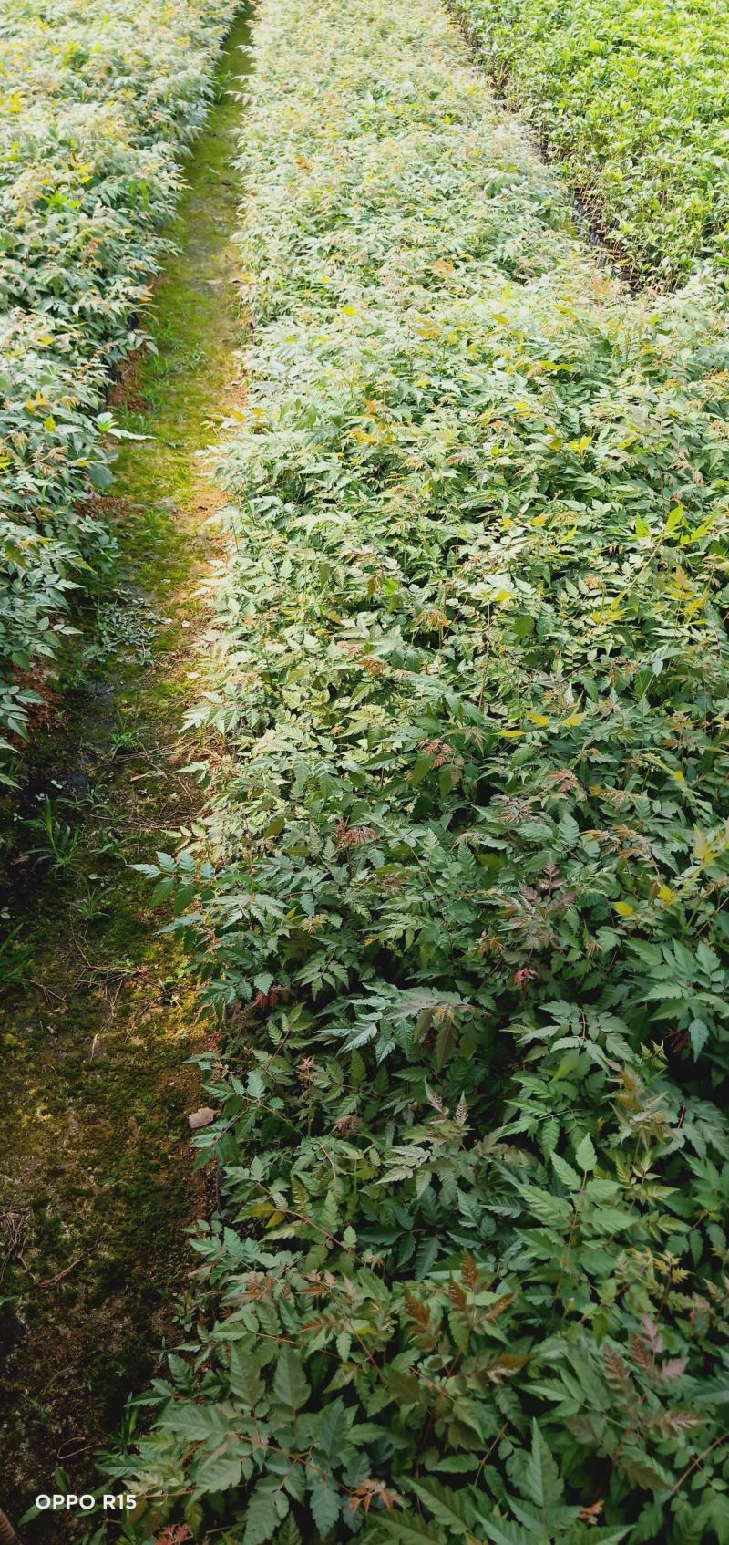 台湾栾树苗.国庆华树苗院子庭院别墅种植树苗