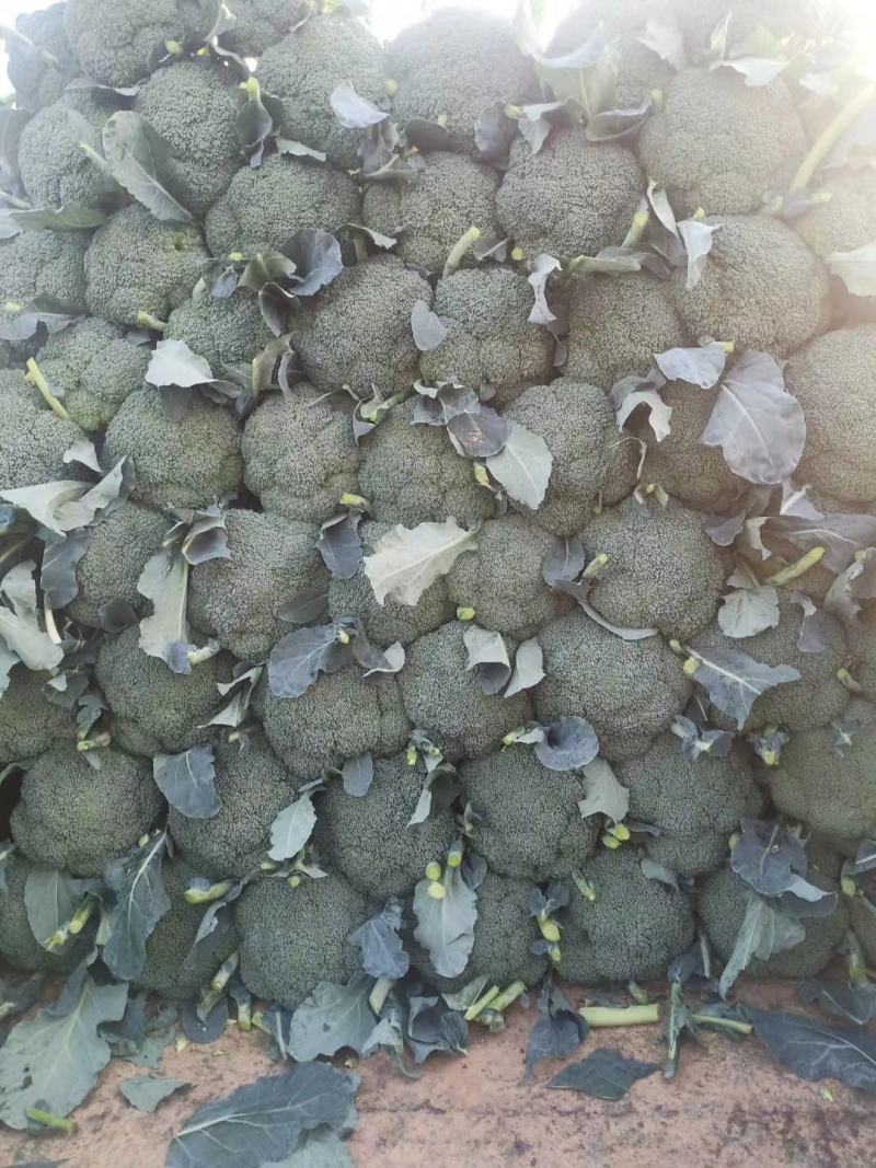 西蓝花河北邯郸精品西蓝花大量上市有需要的朋友联系我