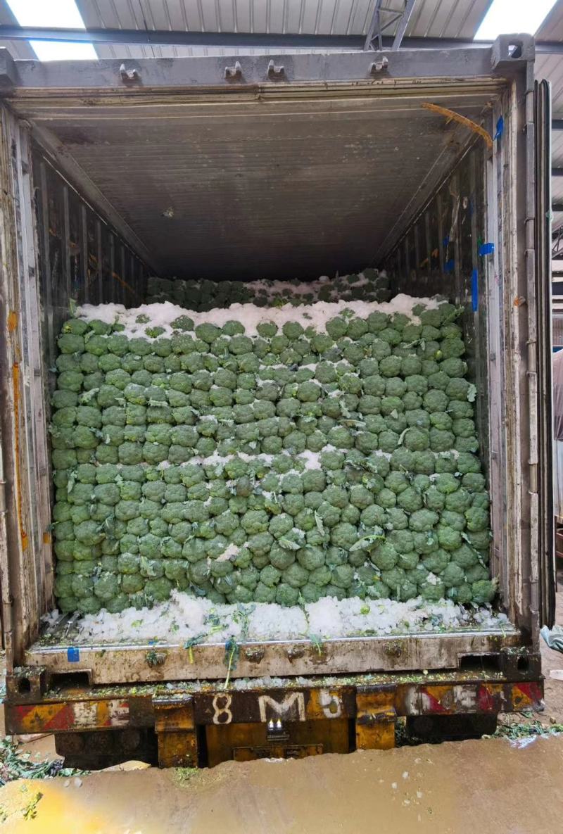 西蓝花河北邯郸精品西蓝花大量上市有需要的朋友联系我