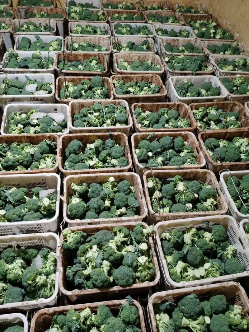 西蓝花河北邯郸精品西蓝花大量上市有需要的朋友联系我