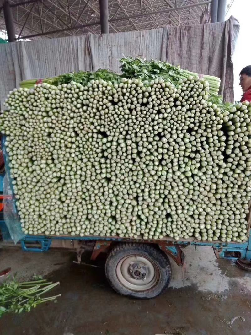 芹菜河北永年精品芹菜大量供应，有需要的朋友联系我