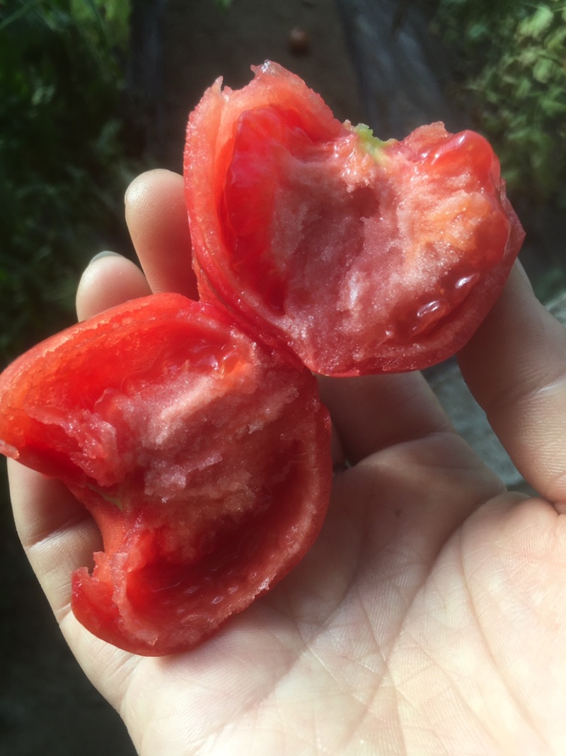 海阳西红柿，黄筋西红柿海阳番茄🍅普罗旺斯西红柿安特来斯