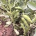 四川成都本地新鲜大白胡豆荚，蚕豆荚，大量出货