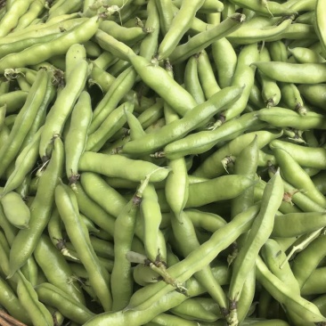 四川成都本地新鲜大白胡豆荚，蚕豆荚，大量出货