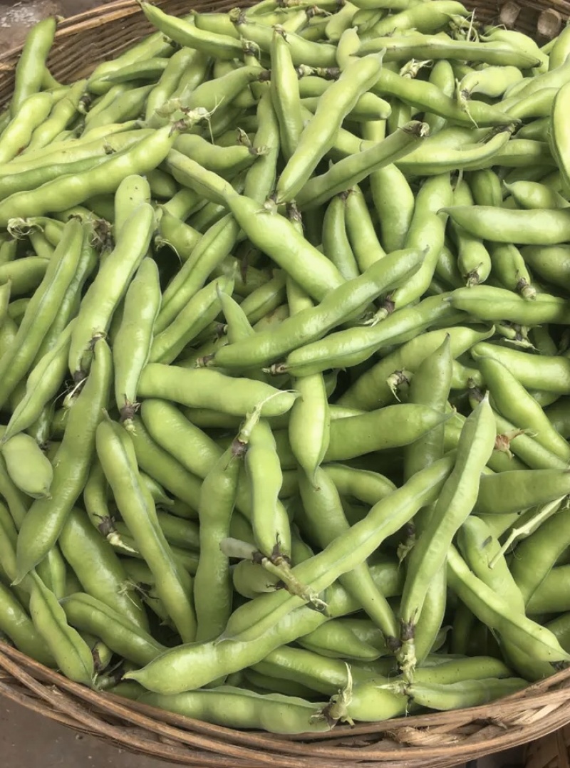 四川成都本地新鲜大白胡豆荚，蚕豆荚，大量出货