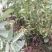 四川成都本地新鲜大白胡豆荚，蚕豆荚，大量出货